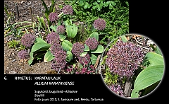 allium_karataviense