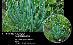 allium_pskemense