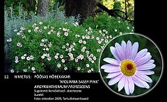 argyranthemum_frutescens