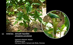 arisaema_amurense