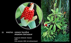 arisaema_tortuosum