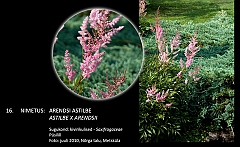 astilbe_x_arendsii