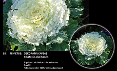 brassica_oleracea