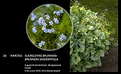 brunnera_macrophylla