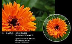 calendula_officinalis