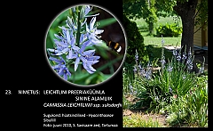 camassia_leichtlinii