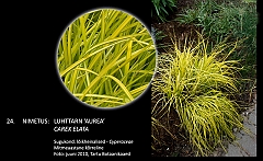 carex_elata