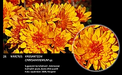 chrysanthemum_sp