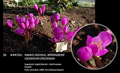 colchicum_speciosum