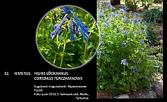 corydalis_turczaninowii