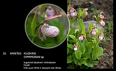 cypripedium_sp