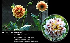 dahlia_cultorum