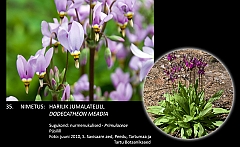 dodecatheon_meadia