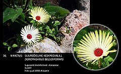 dorotheanthus_bellidiformis