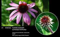 echinacea_purpurea