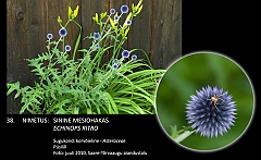 echinops-ritro