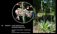 eremurus_robustus