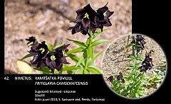 fritillaria_camschatcensis