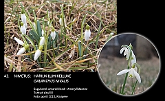 galanthus_nivalis