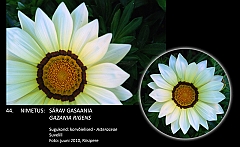 gazania_rigens