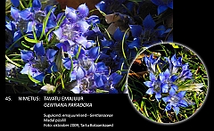 gentiana_paradoxa