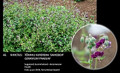 geranium_phaeum