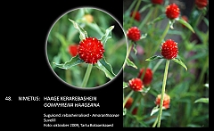 gomphrena_haageana