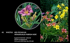 hemerocallis_hybrida_hort