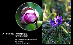 hepatica_nobilis