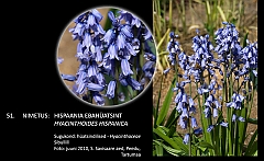 hyacinthoides_hispanica