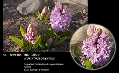 hyacinthus_orientalis