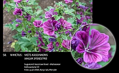 malva_sylvesteris