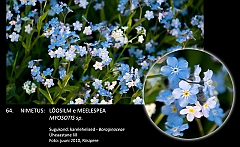 myosotis_sp