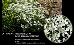 ornithologalum_exscapum