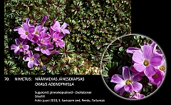 oxalis_adenophylla