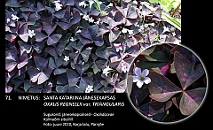 oxalis_regnellii