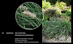 pennisetum_orientale