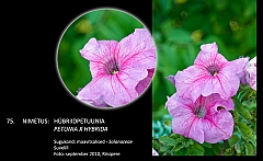 petunia_x_hybrida