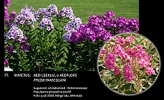 phlox_paniculata