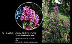 physostegia_virginiana