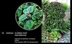 plectranthus