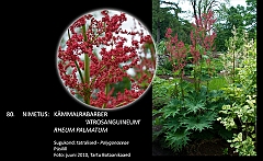 rheum_palmatum