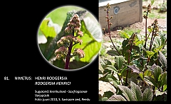 rodgersia_henrici