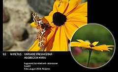 rudbeckia_hirta