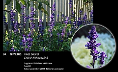 salvia_farinaceae