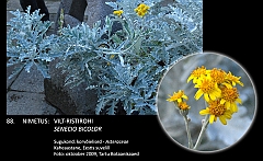 senecio_bicolor