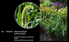 setaria_italica