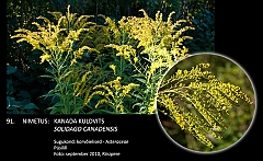 solidago_canadensis