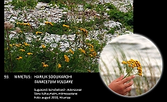 tanacetum_vulgare