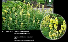 thermopsis_fabacea